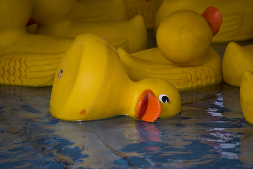 dead duck