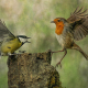 Can we create harmonious relationships with software publishers and their auditors or will it always be a fight?