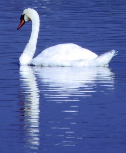 Swan